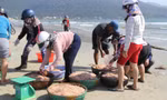 Trúng lộc ruốc, ngư dân Đà Nẵng kiếm bạc triệu mỗi ngày