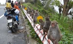 Khỉ Sơn Trà kéo nhau ào xuống đường giành giật thức ăn