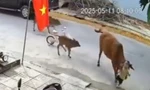 Bò thả rông húc văng cháu bé, chính quyền sở tại nói gì?