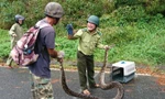Trăn 'khủng' quấn chết khỉ trên núi Sơn Trà