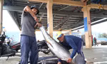 Ngư dân đánh bắt được cá 'khủng' phải vài người khiêng lên bờ