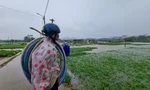 Nước bủa vây vùng rau lớn nhất Đà Nẵng sau mưa kéo dài, 'bà con không kịp trở tay'
