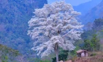 Kỳ lạ 'cây cô đơn' nở hoa trắng muốt như phủ băng tuyết