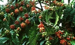 Tăng năng suất cà phê lên gấp đôi, nhiều hộ ở Tân Thượng thoát nghèo 