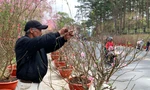 "Hoa cười, người khóc", nhiều nhà vườn ở thủ phủ hoa đào miền Nam thất thu
