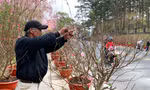 "Hoa cười, người khóc", nhiều nhà vườn ở thủ phủ hoa đào miền Nam thất thu