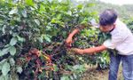 Thu hoach cà phê ở Lâm Đồng