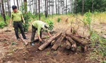 Một vụ cưa hạ thông rồi chôn lấp để phi tang ở xã Lộc Phú đã bị kiểm lâm phát hiện