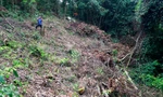 Tàn phá rừng đặc dụng Đà Lạt, phi tang cây dưới vực sâu