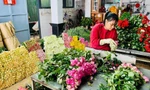Lễ Valentine cận kề, giá hoa hồng Đà Lạt tăng vọt