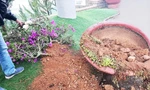Hiện trường vụ trộm cây kiểng hoa giấy