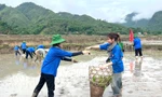 Sinh viên tình nguyện xuống đồng cấy lúa giúp nhiều hộ gia đình khó khăn
