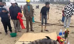 Xác cá voi dạt vào bờ, ngư dân thắp hương làm lễ chôn cất