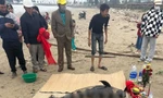 Xác cá voi dạt vào bờ, ngư dân thắp hương làm lễ chôn cất