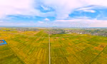 Rực rỡ sắc màu trên cánh đồng mùa lúa chín 