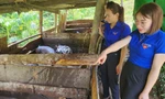 Khát vọng đổi đời, thoát nghèo nhờ nuôi lợn đen bản địa do T.Ư Đoàn hỗ trợ
