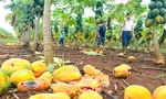 Xót xa nhìn vườn đu đủ thối rụng vì doanh nghiệp bất ngờ 'lật kèo'