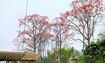 Đẹp nao lòng những cây hoa gạo cổ thụ bung nở giữa núi rừng xứ Nghệ