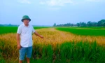 Lão nông 'chết lặng' vì ruộng lúa đang trổ bông bị chết cháy nghi do phá hoại