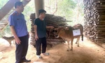 Bỏ gần 8 triệu đồng xét nghiệm ADN để giải quyết tranh chấp con bò trị giá 5 triệu