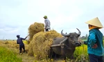 Kiếm hàng trăm triệu từ thu gom rơm trên đồng