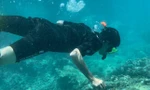 Thí điểm cho du khách lặn biển ngắm san hô vịnh Nha Trang