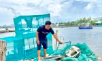 Dân nuôi tôm hùm khốn đốn vì bị ‘nợ dây chuyền’
