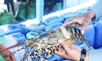 Lý do tôm hùm bông ở Khánh Hòa chết hàng loạt