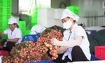 Sẽ xuất 1 nghìn tấn vải thiều sang Nhật 