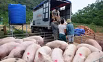 Siết chặt lợn xuất lậu qua biên giới, giá lợn hơi đột ngột giảm mạnh 