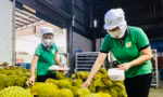 Rau quả Việt xuất khẩu gây bất ngờ 