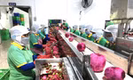Chuẩn bị lô nông sản xuất khẩu đầu tiên trong năm mới, nhiều DN làm việc xuyên Tết