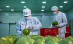 Bưởi Việt Nam có 'visa' xuất khẩu Hàn Quốc