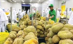 Xuất khẩu rau quả vượt 5 tỷ USD, hé lộ khách hàng 'sộp' nhất 