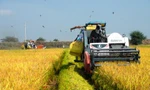 Giá lúa giảm mạnh giữa mùa thu hoạch, đề xuất Chính phủ mua tạm trữ hỗ trợ nông dân