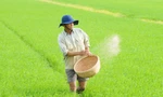 Nông dân thở phào vì phân bón cắt 'cơn sốt' giá 