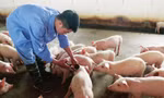 Lý do người chăn nuôi 'né' vắc xin dịch tả lợn châu Phi