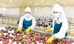 Xuất khẩu rau quả Việt tăng mạnh, có loại sắp vào ‘câu lạc bộ’ tỷ USD 