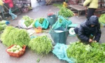 Rau, hoa Sapa rớt giá thảm