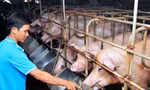 Sau 10 lần tăng, giá thức ăn chăn nuôi còn leo thang đến đâu?