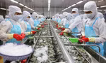 Kỷ lục xuất khẩu 11 tỷ USD, doanh nghiệp thủy sản ‘hái ra tiền’ thế nào? 