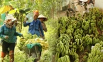 Lào Cai lên kế hoạch khẩn cấp để... cứu chuối