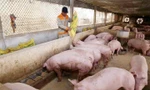 Giá lợn hơi tăng mạnh, cán mốc 75.000 đồng/kg