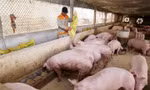 Giá lợn hơi tăng mạnh, cán mốc 75.000 đồng/kg