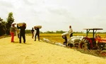 Giá lúa tăng trở lại; mời hơn 10.000 người Úc dùng thử gạo Việt Nam