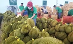 Động thái 'lạ' của các nước khi sầu riêng Việt xuất khẩu sang Trung Quốc