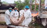 Nguy cơ dịch tả lợn châu Phi bùng phát mạnh tại 26 địa phương