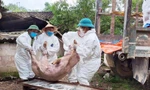 Nguy cơ dịch tả lợn châu Phi bùng phát mạnh tại 26 địa phương