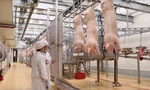 Giá lợn giảm sâu đẩy nhiều đại gia chăn nuôi vào thua lỗ