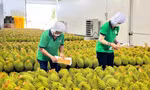 Lý do Việt Nam tăng mạnh xuất khẩu rau quả sang Trung Quốc 